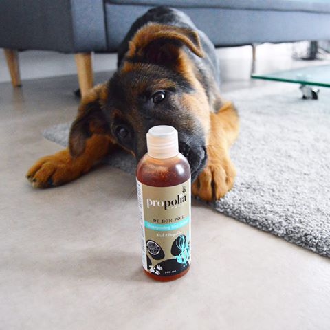 Propolia - Shampoo für Hunde und Katzen - 200 ml