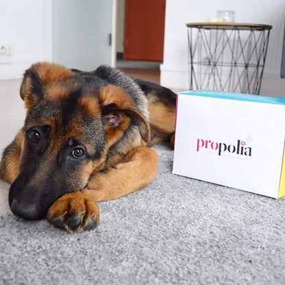 Propolia - Ohrenpflege für Hunde und Katzen - 30 ml