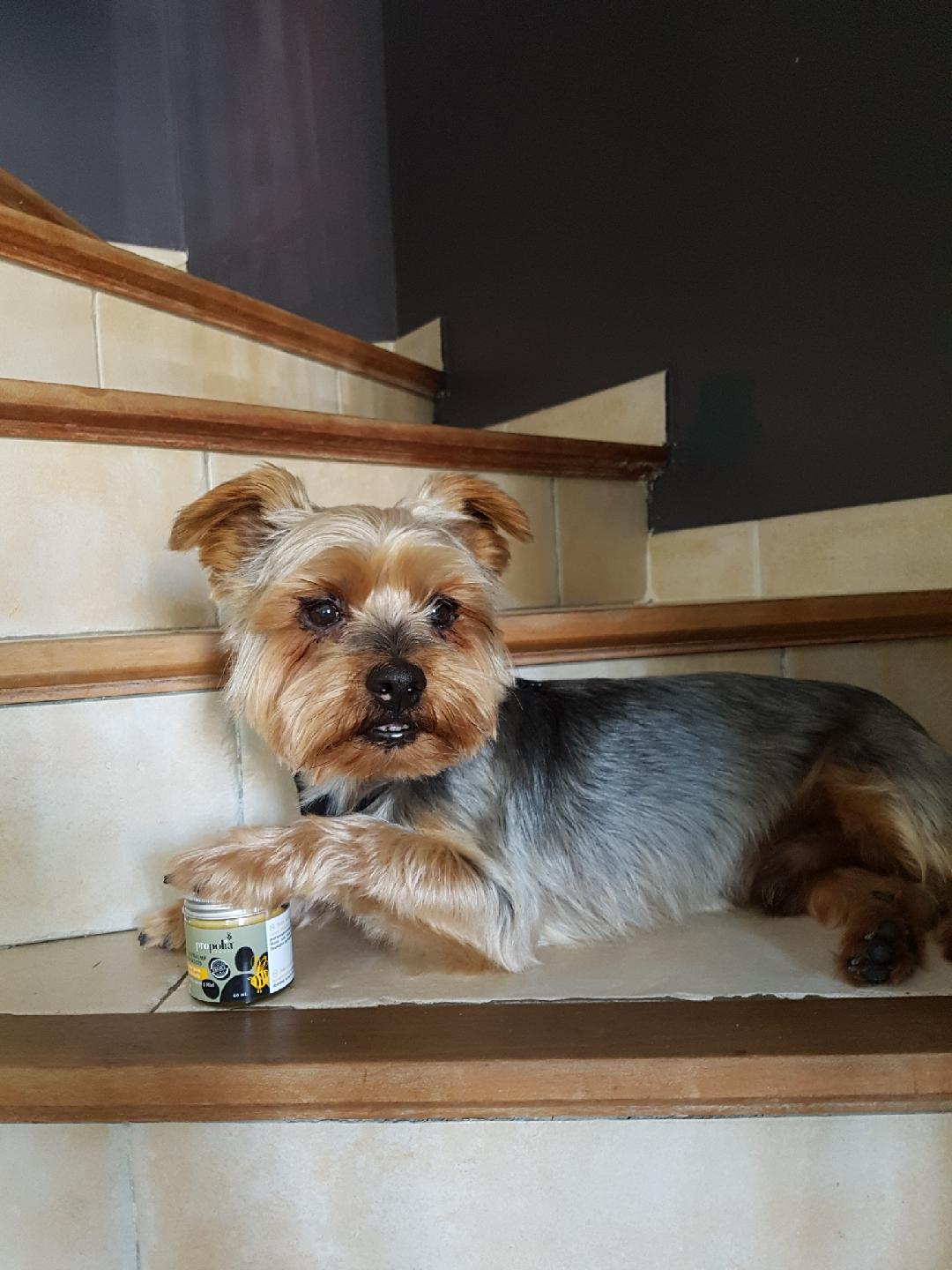 Propolia - Haut- und Pfotenbalsam für Hunde und Katzen - 60 ml
